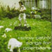 Songs for Polarbears