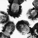 The Strokes